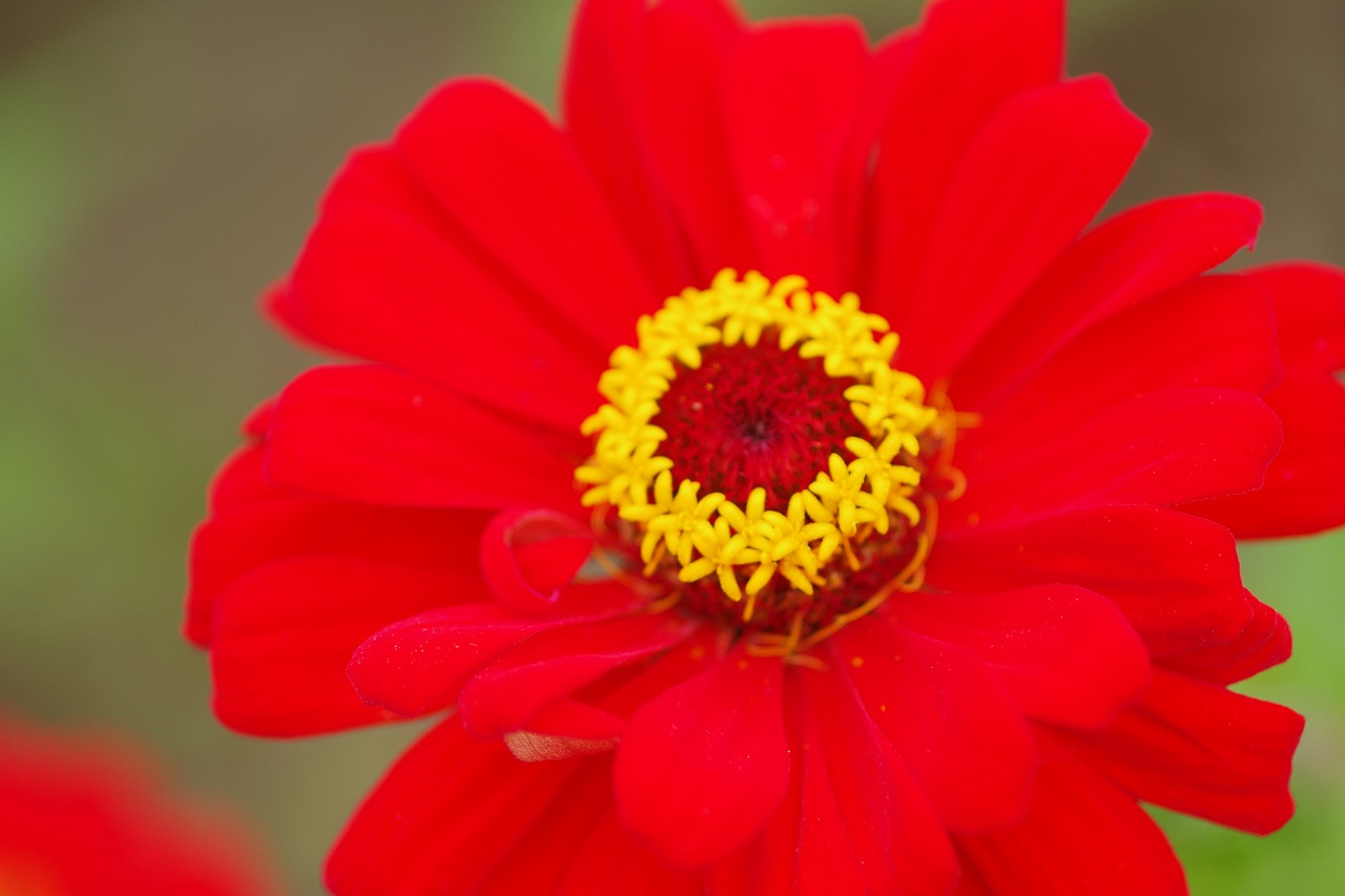 群馬県前橋市の群馬フラワーパークの花々
