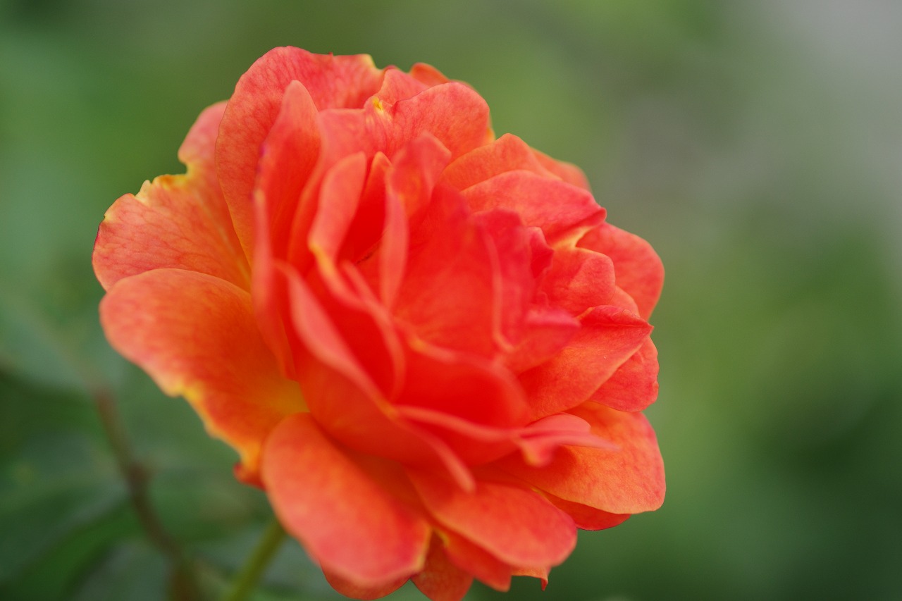 群馬県前橋市の群馬フラワーパークの花々

