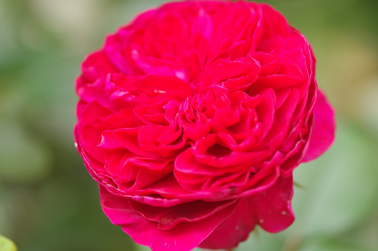 群馬県前橋市の群馬フラワーパークの花々
