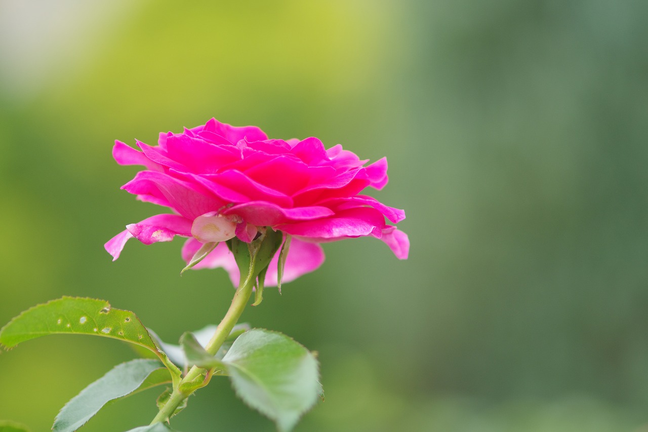 群馬県前橋市の群馬フラワーパークの花々
