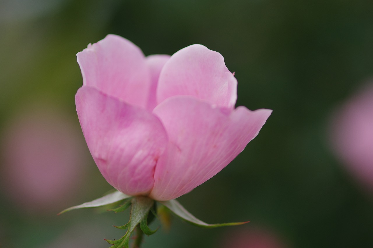 群馬県前橋市の群馬フラワーパークの花々
