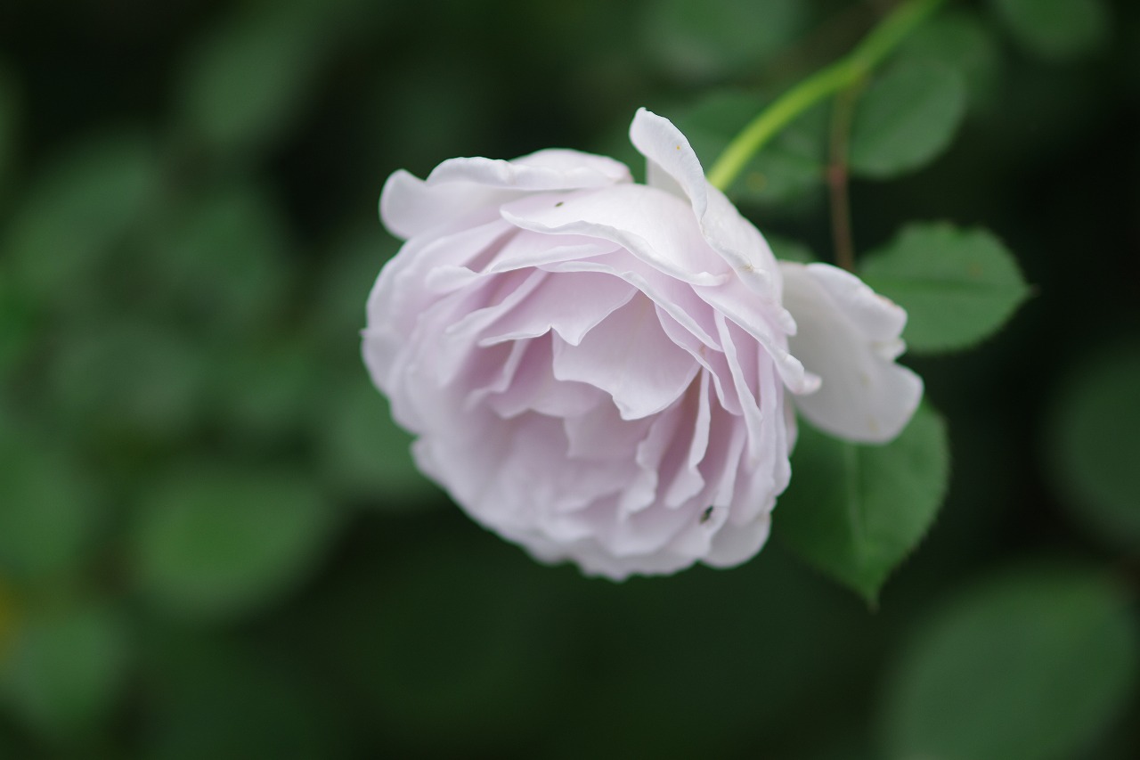群馬県前橋市の群馬フラワーパークの花々

