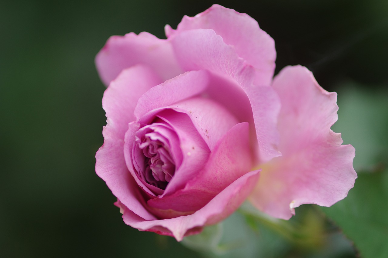 群馬県前橋市の群馬フラワーパークの花々

