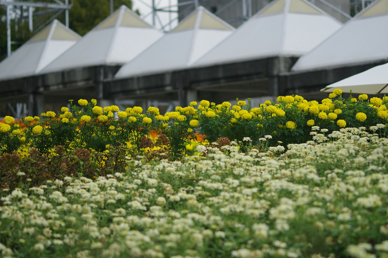 群馬県前橋市の群馬フラワーパークの花々
