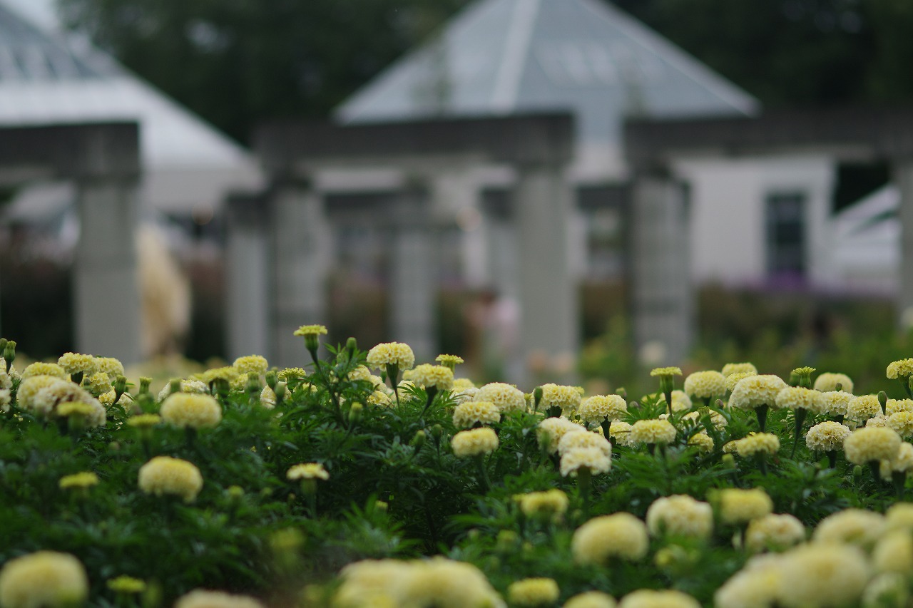 群馬県前橋市の群馬フラワーパークの花々
