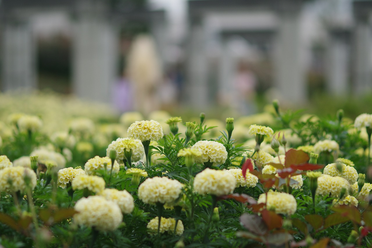 群馬県前橋市の群馬フラワーパークの花々
