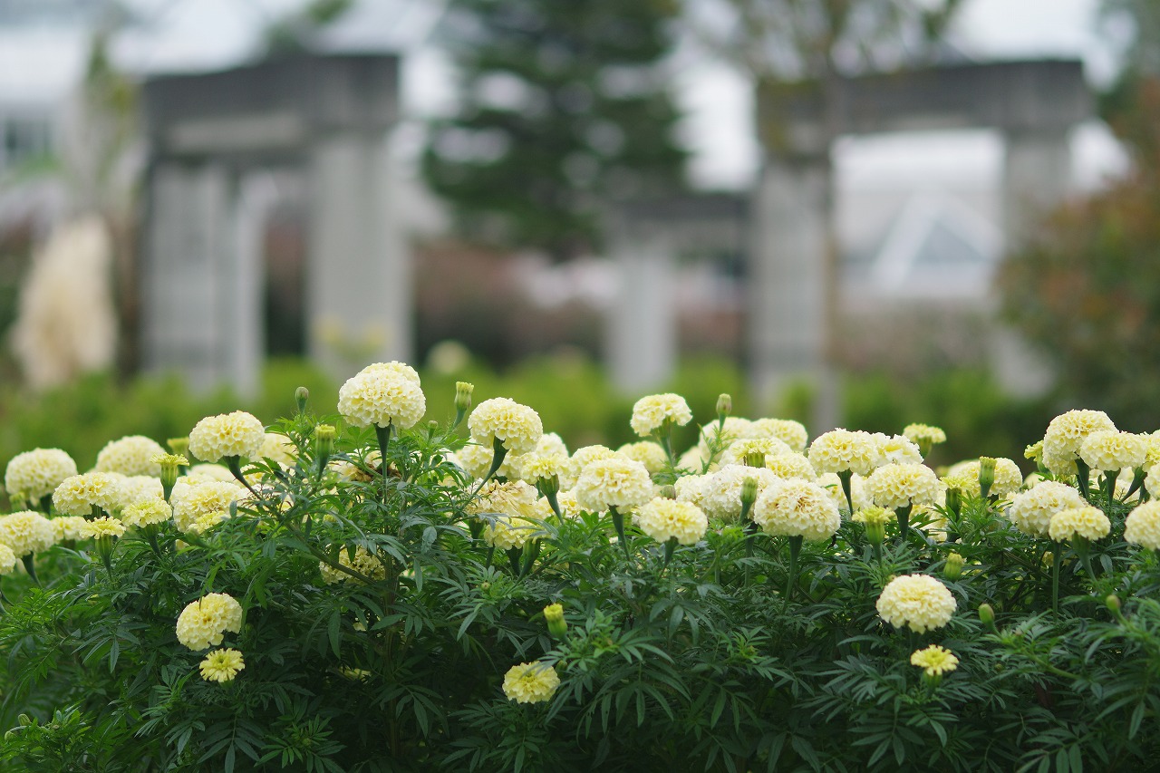 群馬県前橋市の群馬フラワーパークの花々
