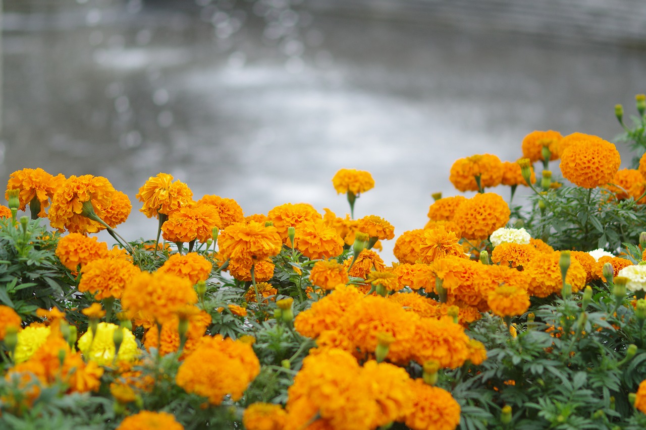 群馬県前橋市の群馬フラワーパークの花々
