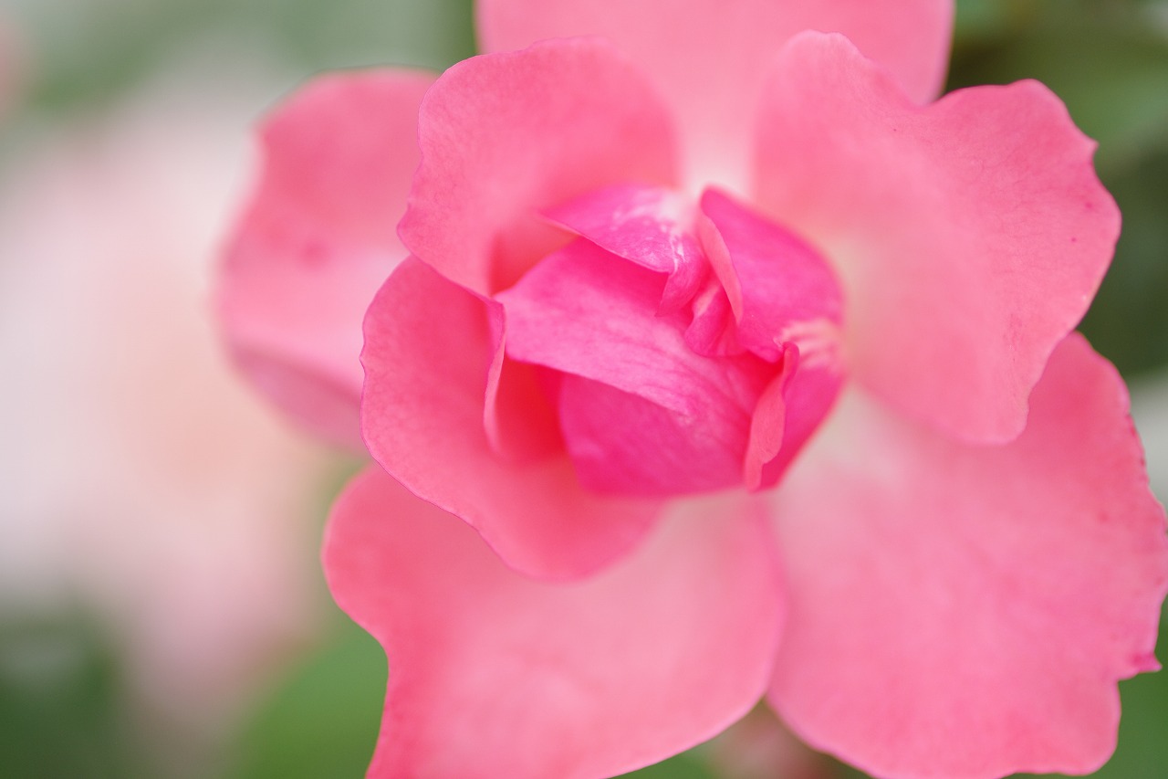 群馬県前橋市の群馬フラワーパークの花々

