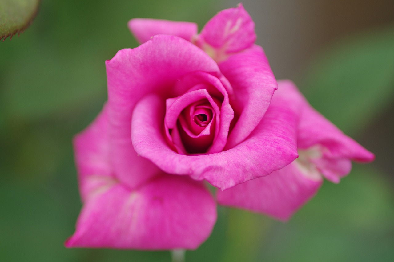 群馬県前橋市の群馬フラワーパークの花々
