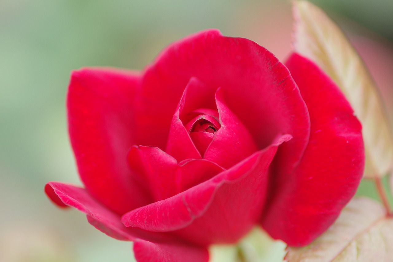 群馬県前橋市の群馬フラワーパークの花々
