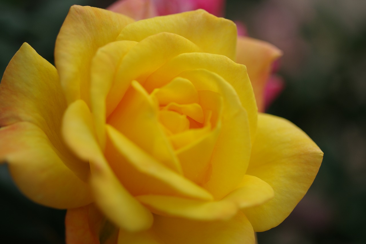 栃木県足利市のあしかがフラワーパークの花々
