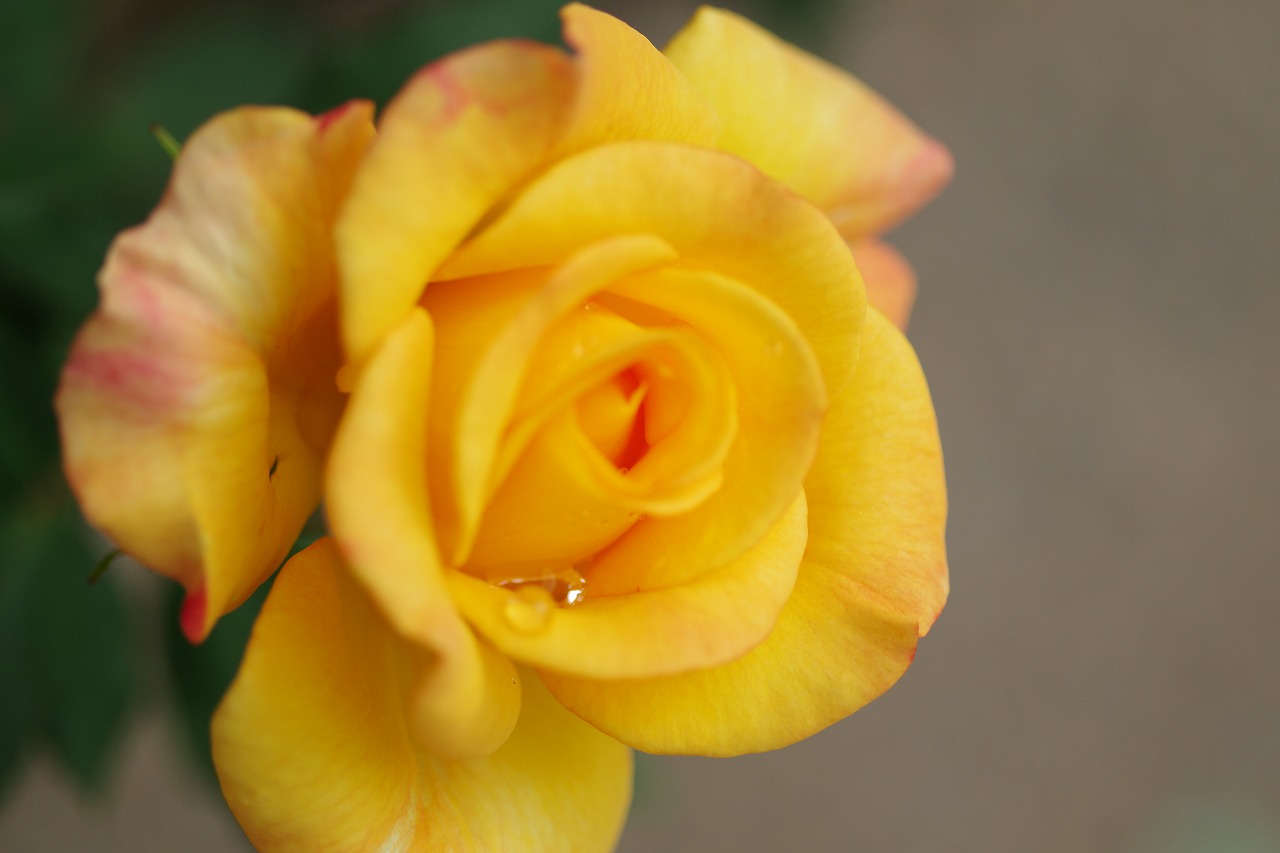 栃木県足利市のあしかがフラワーパークの花々
