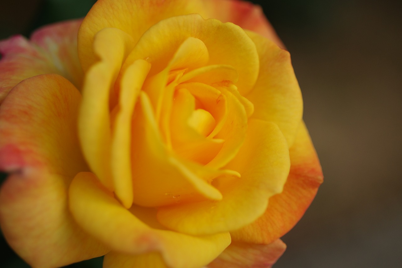 栃木県足利市のあしかがフラワーパークの花々
