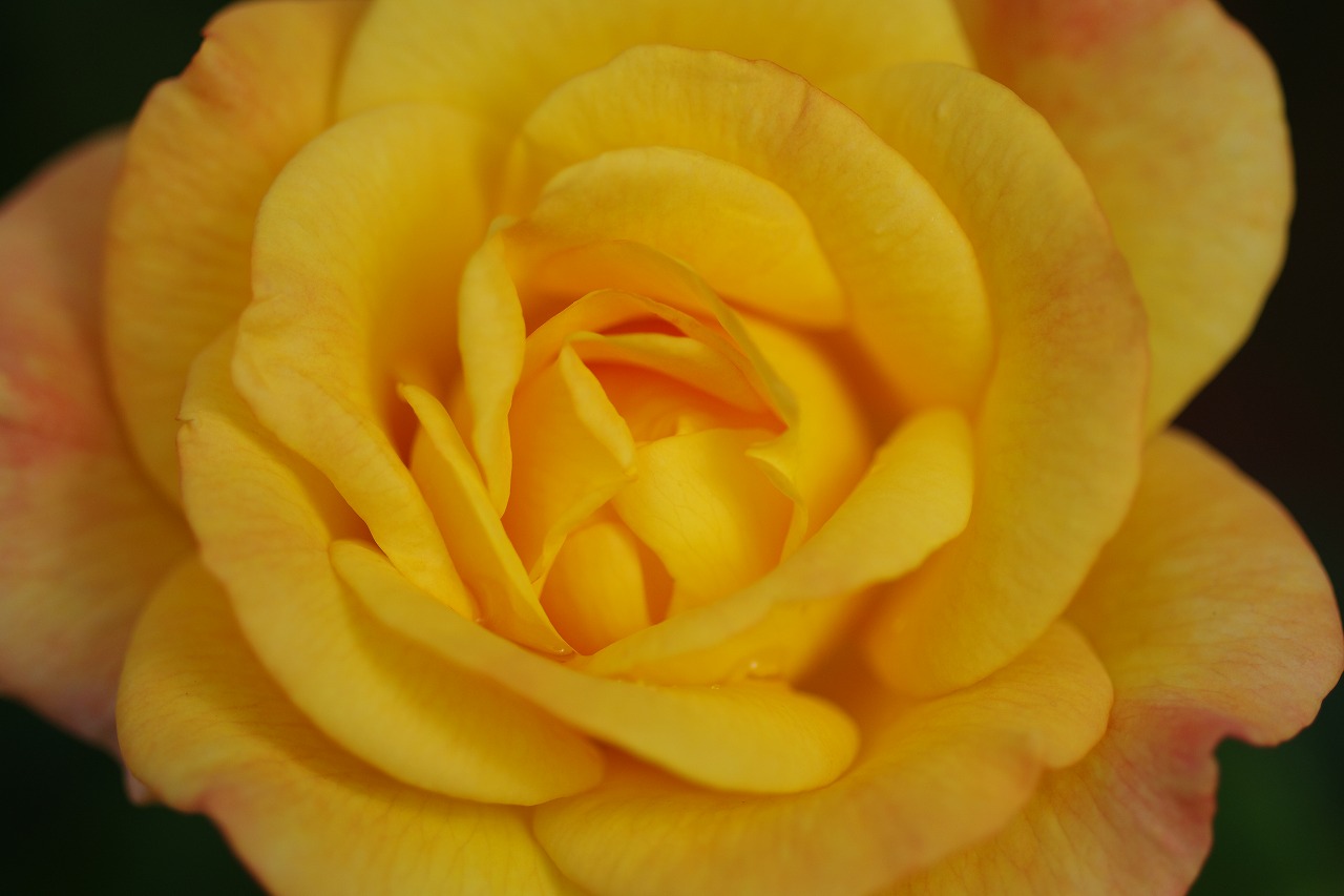 栃木県足利市のあしかがフラワーパークの花々
