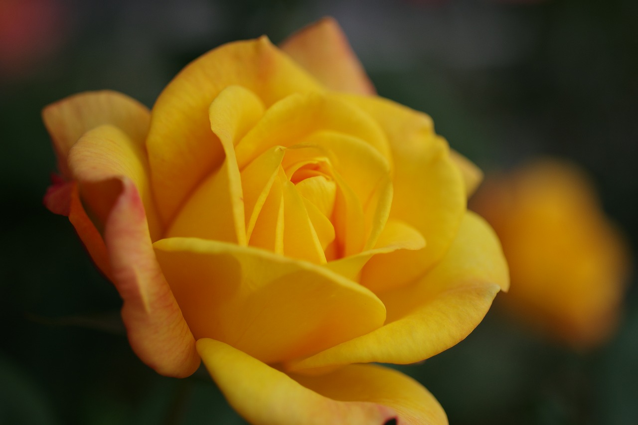 栃木県足利市のあしかがフラワーパークの花々
