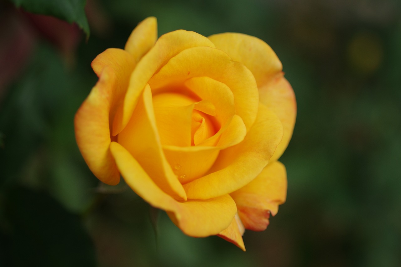 栃木県足利市のあしかがフラワーパークの花々
