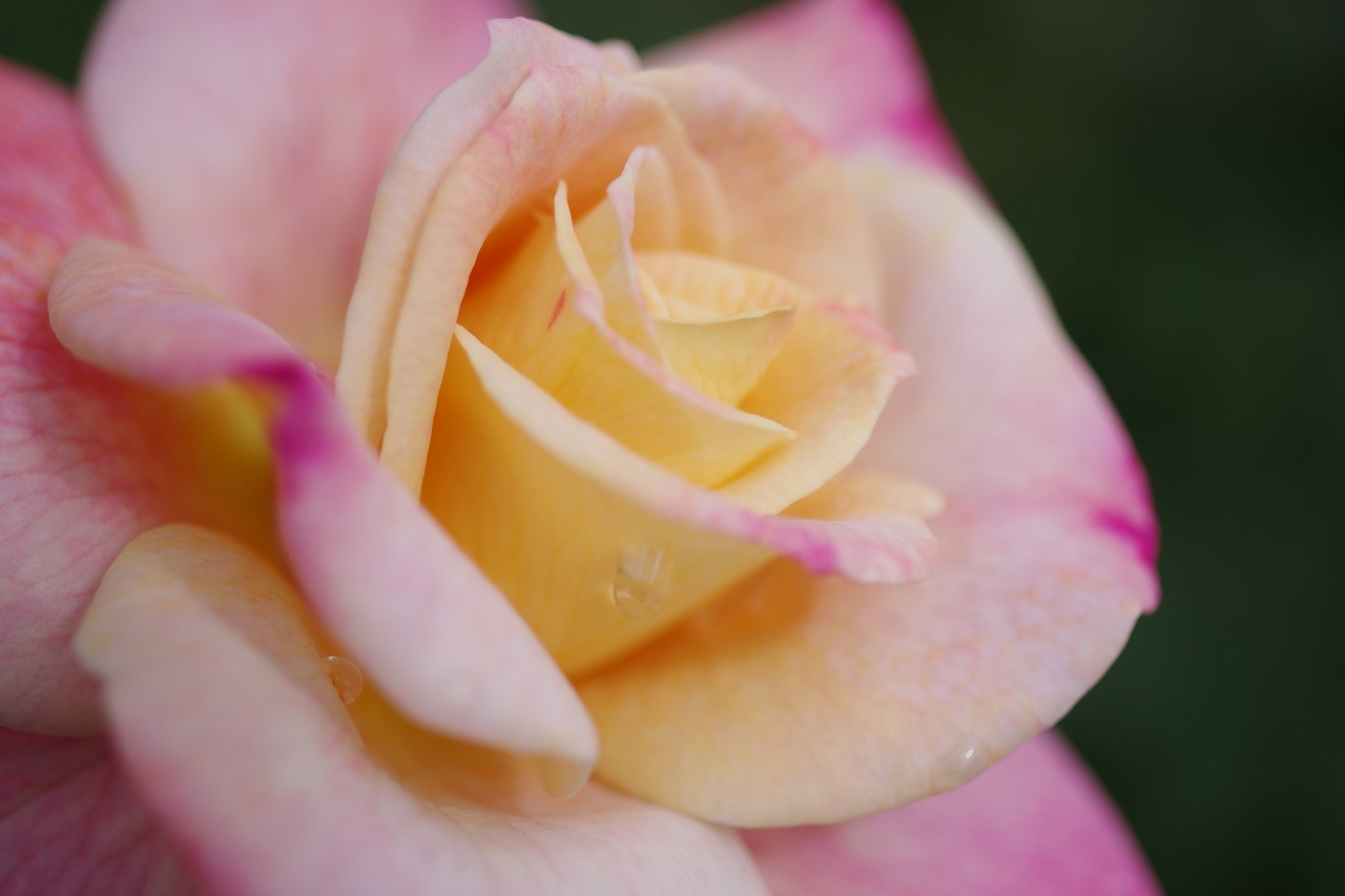 栃木県足利市のあしかがフラワーパークの花々
