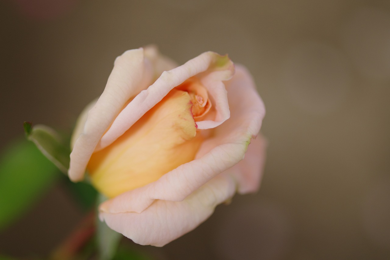 栃木県足利市のあしかがフラワーパークの花々
