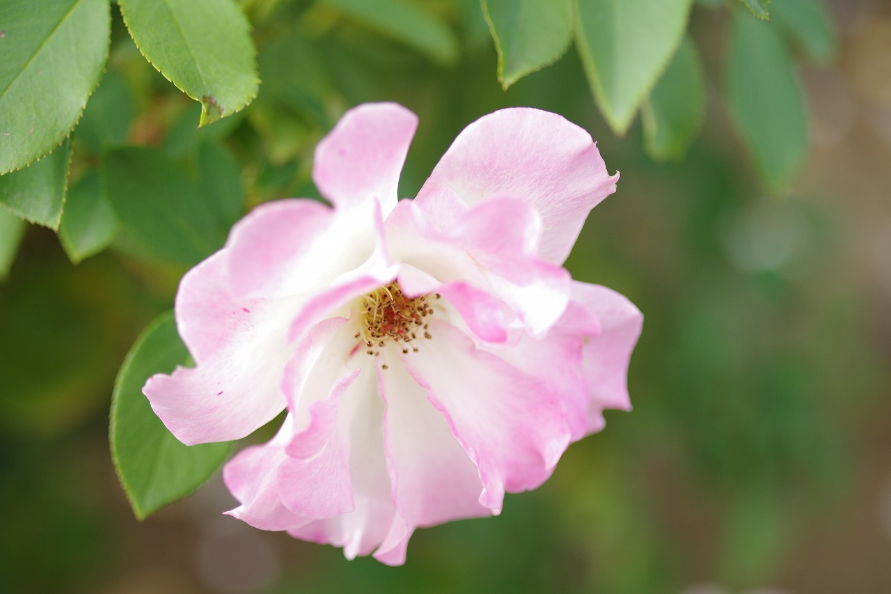 栃木県足利市のあしかがフラワーパークの花々
