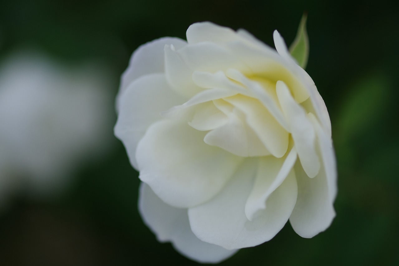 栃木県足利市のあしかがフラワーパークの花々
