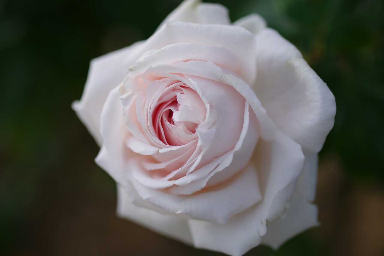 栃木県足利市のあしかがフラワーパークの花々
