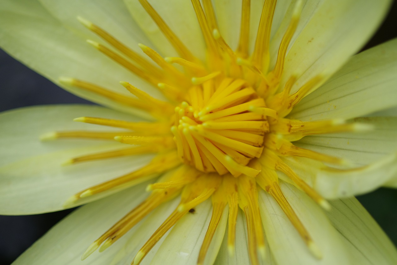 栃木県足利市のあしかがフラワーパークの花々
