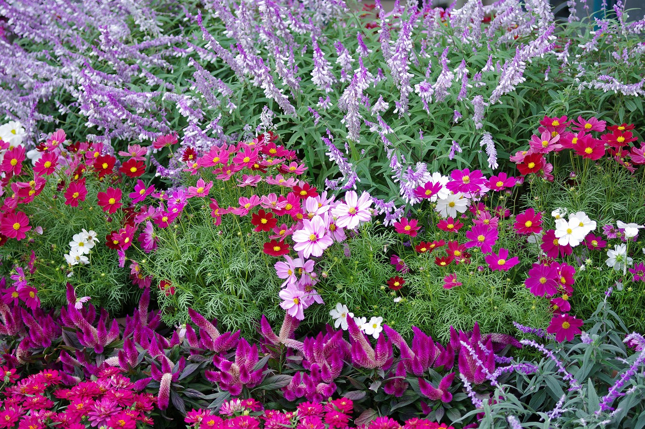 栃木県足利市のあしかがフラワーパークの花々

