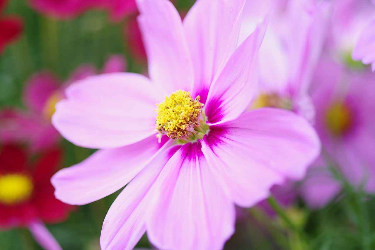 栃木県足利市のあしかがフラワーパークの花々
