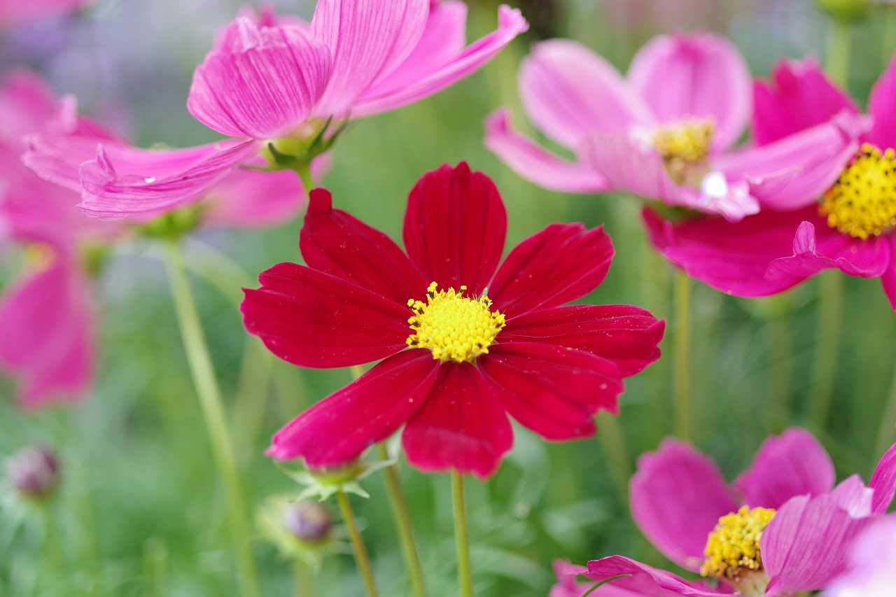 栃木県足利市のあしかがフラワーパークの花々
