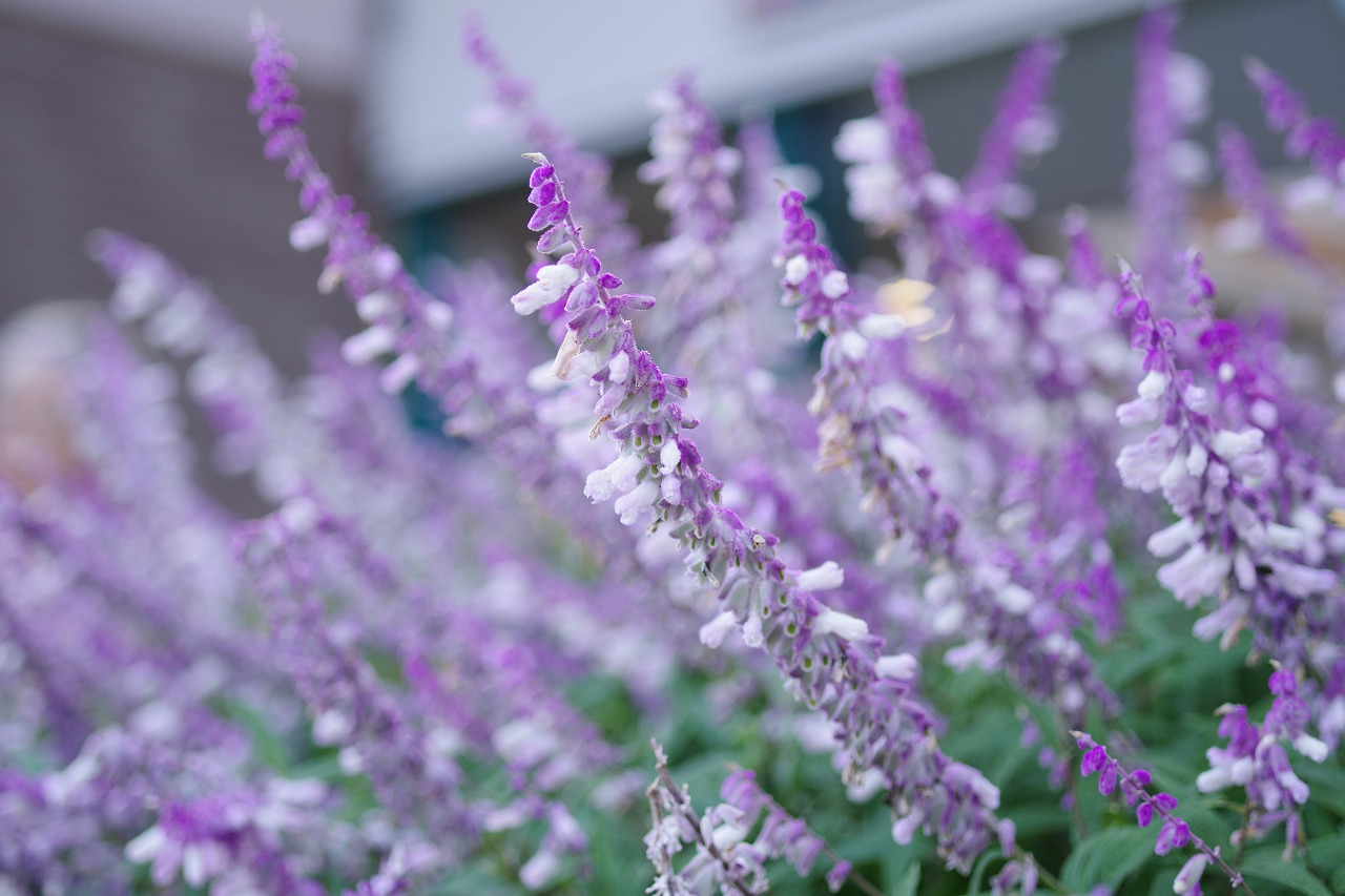 栃木県足利市のあしかがフラワーパークの花々
