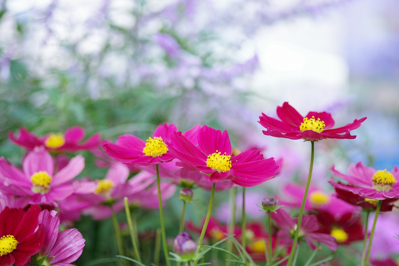 栃木県足利市のあしかがフラワーパークの花々
