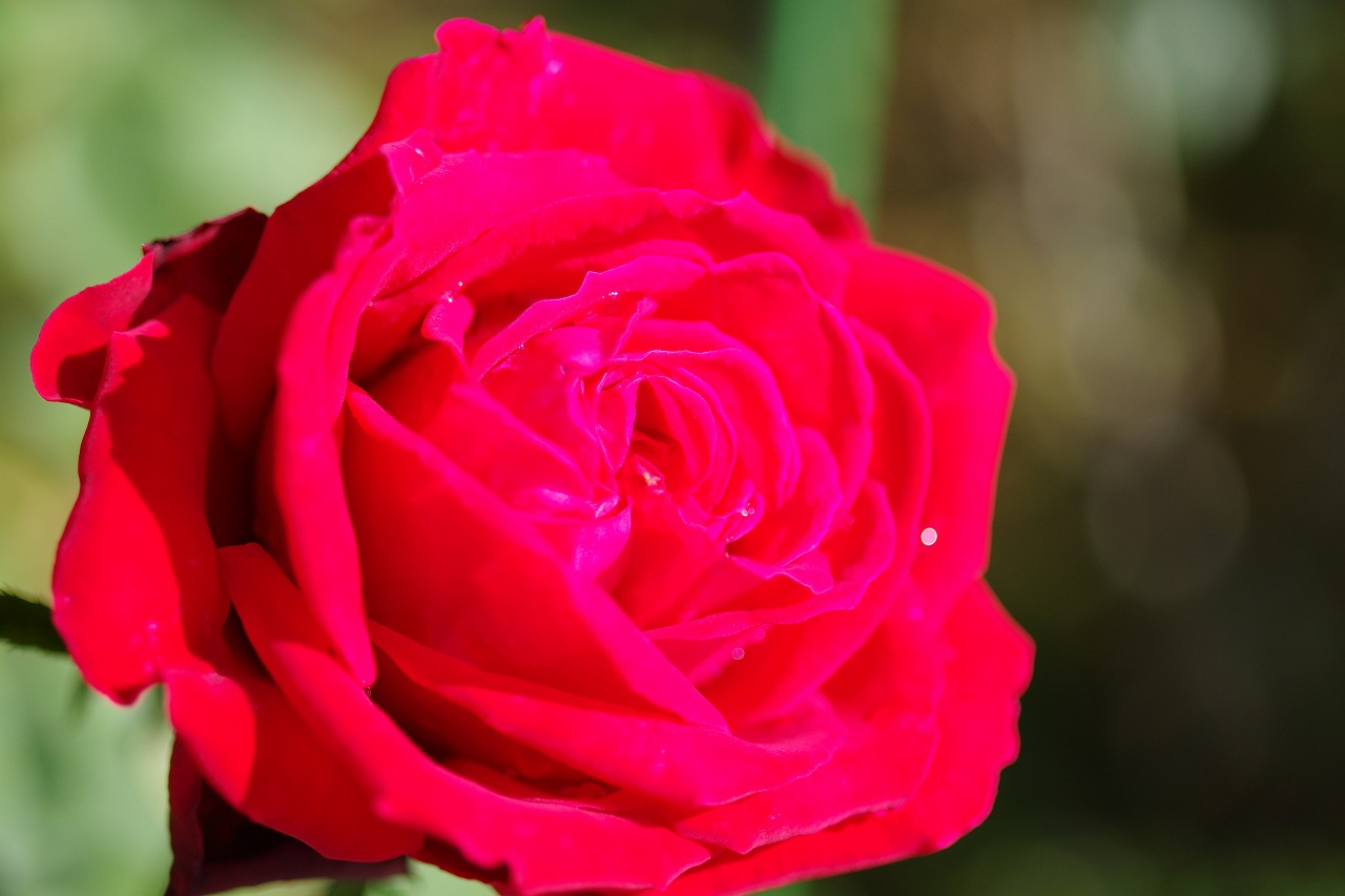 栃木県足利市のあしかがフラワーパークの花々
