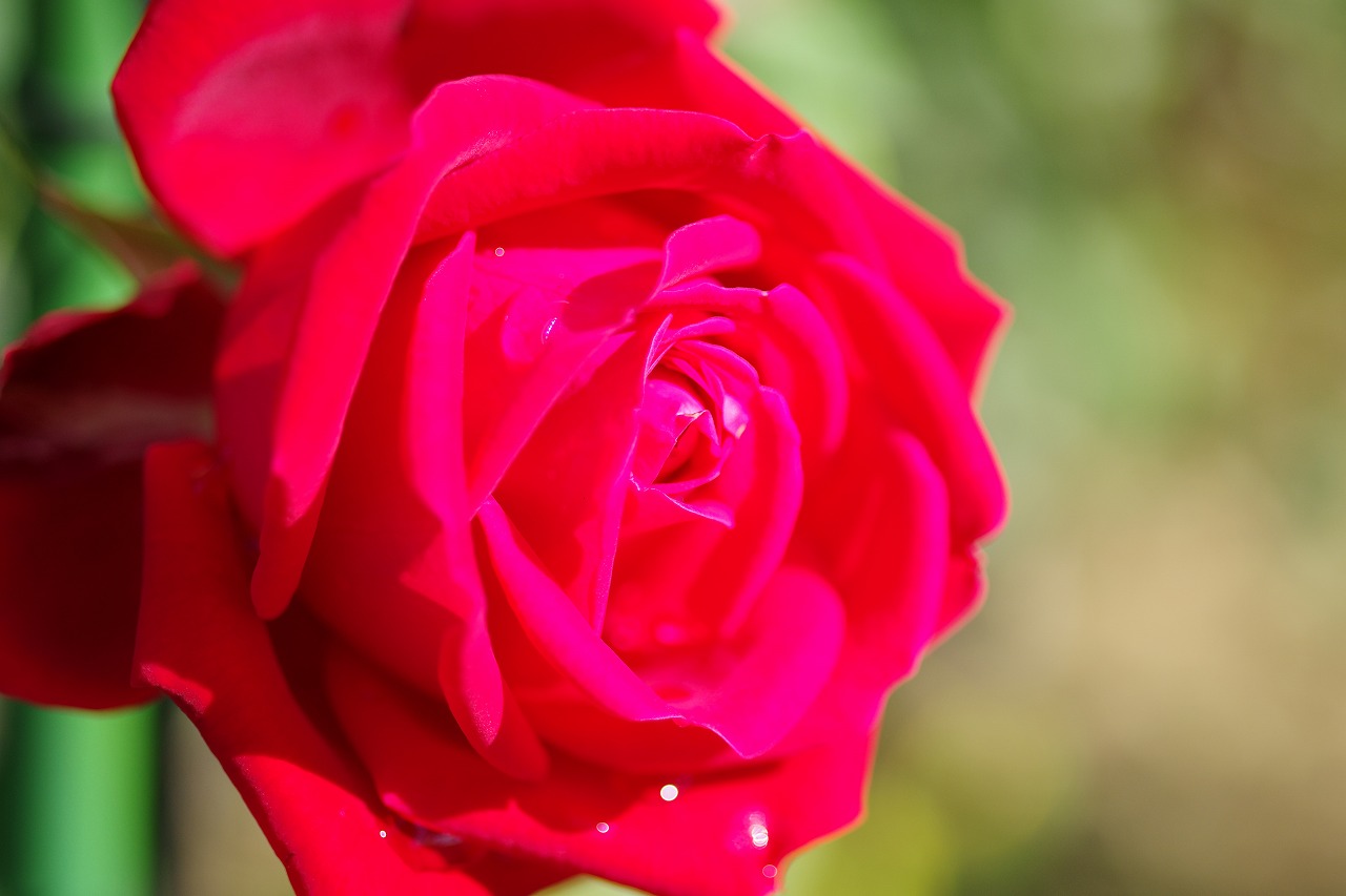 栃木県足利市のあしかがフラワーパークの花々
