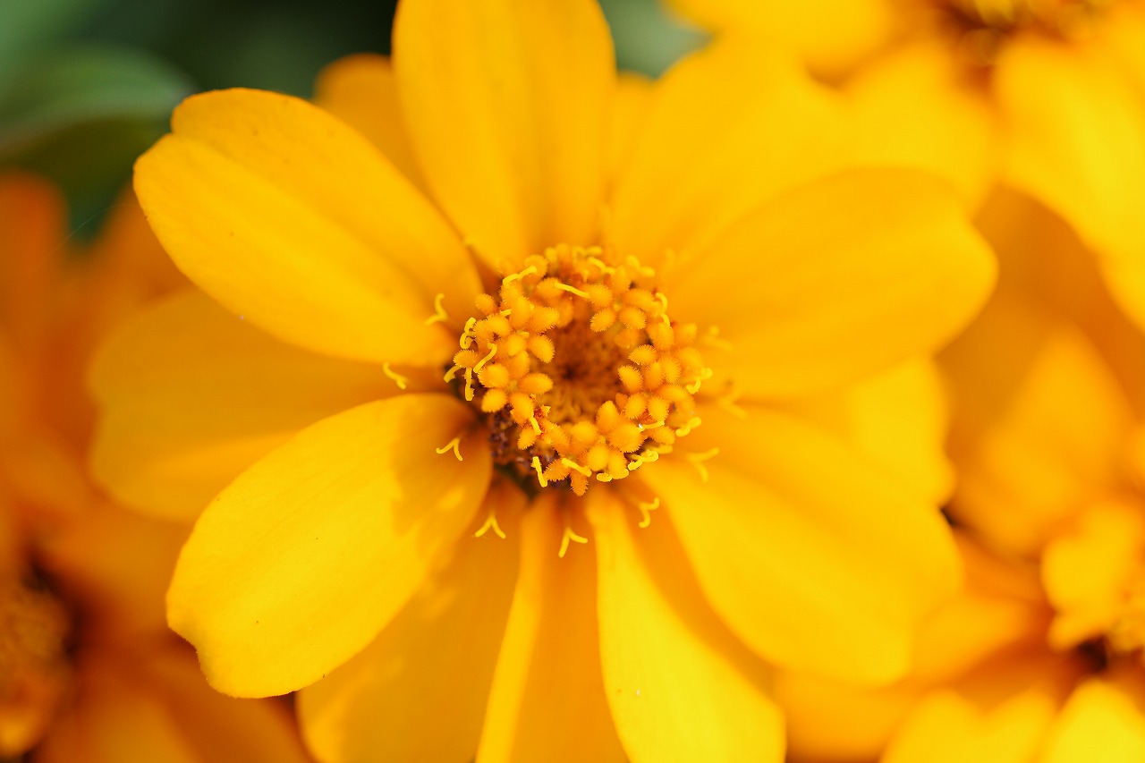 栃木県足利市のあしかがフラワーパークの花々
