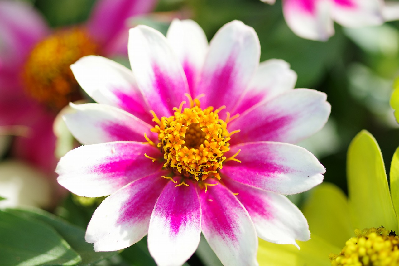 栃木県足利市のあしかがフラワーパークの花々
