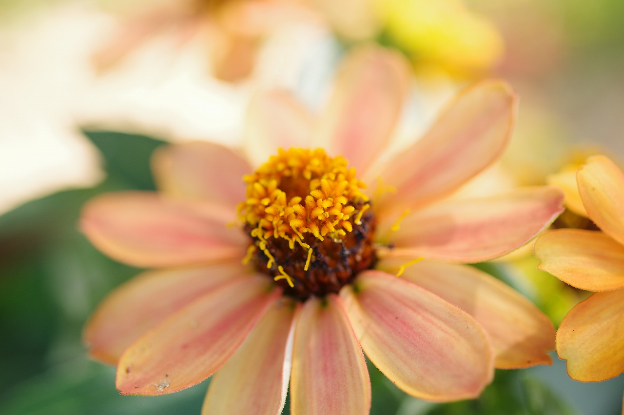 栃木県足利市のあしかがフラワーパークの花々
