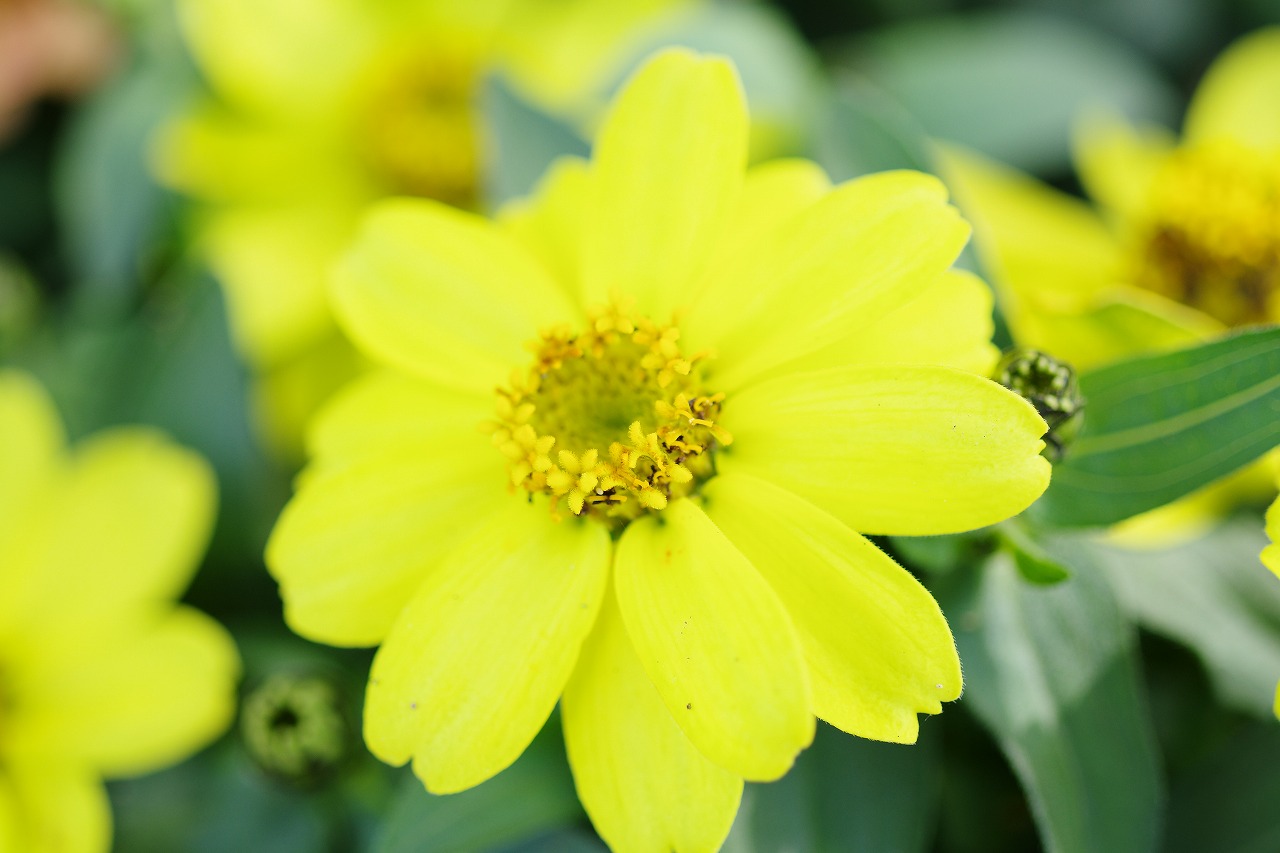 栃木県足利市のあしかがフラワーパークの花々
