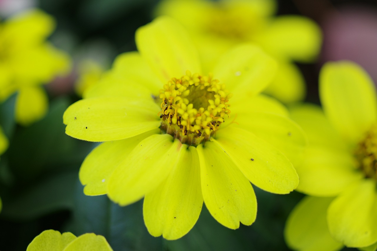 栃木県足利市のあしかがフラワーパークの花々
