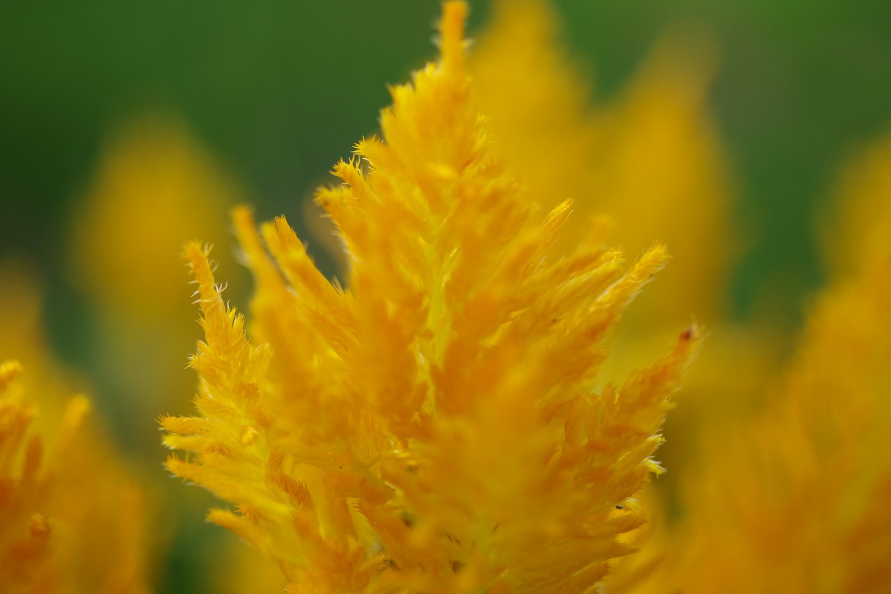 栃木県足利市のあしかがフラワーパークの花々
