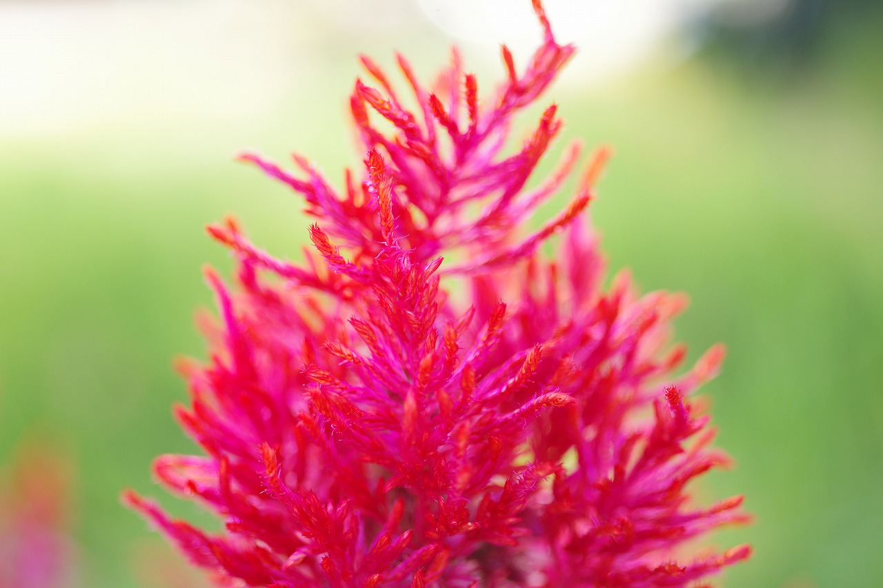 栃木県足利市のあしかがフラワーパークの花々
