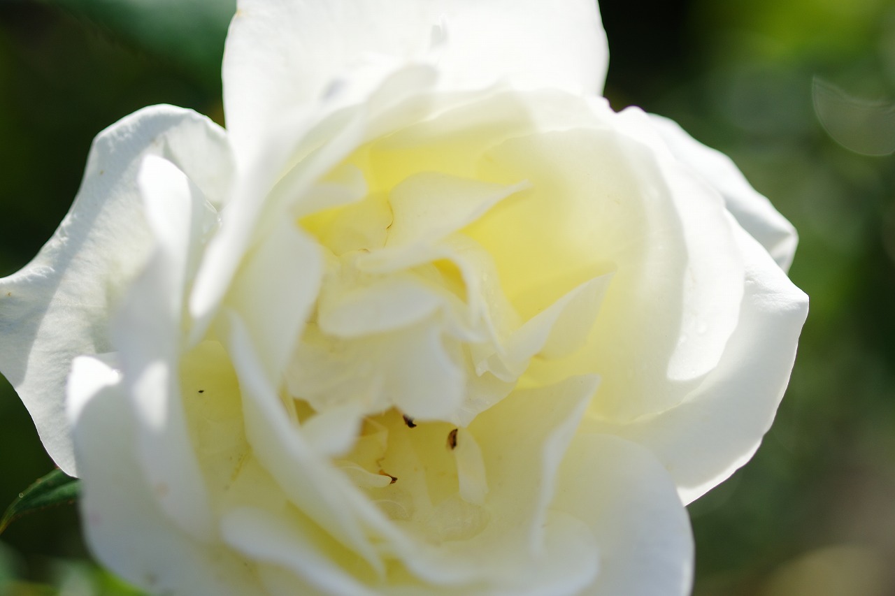 栃木県足利市のあしかがフラワーパークの花々
