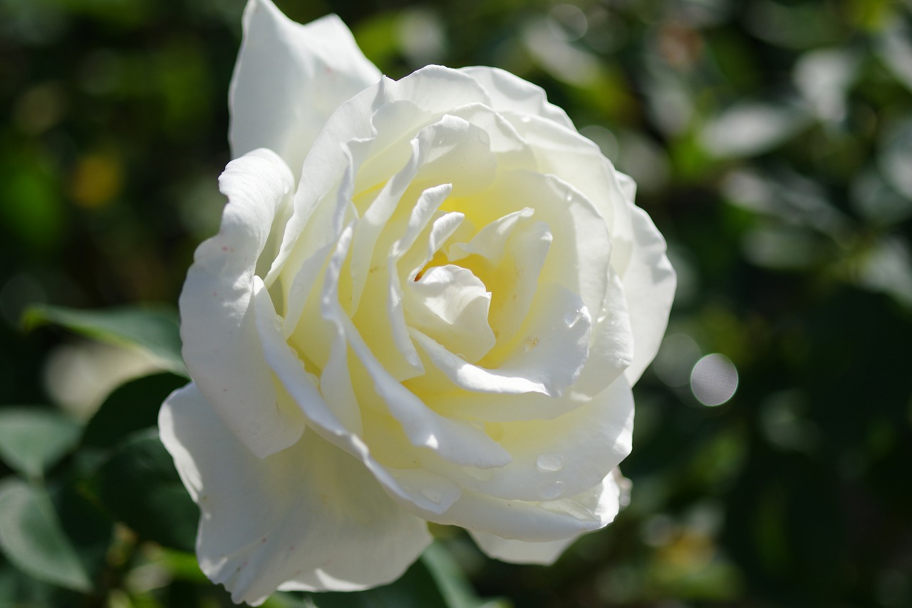 栃木県足利市のあしかがフラワーパークの花々
