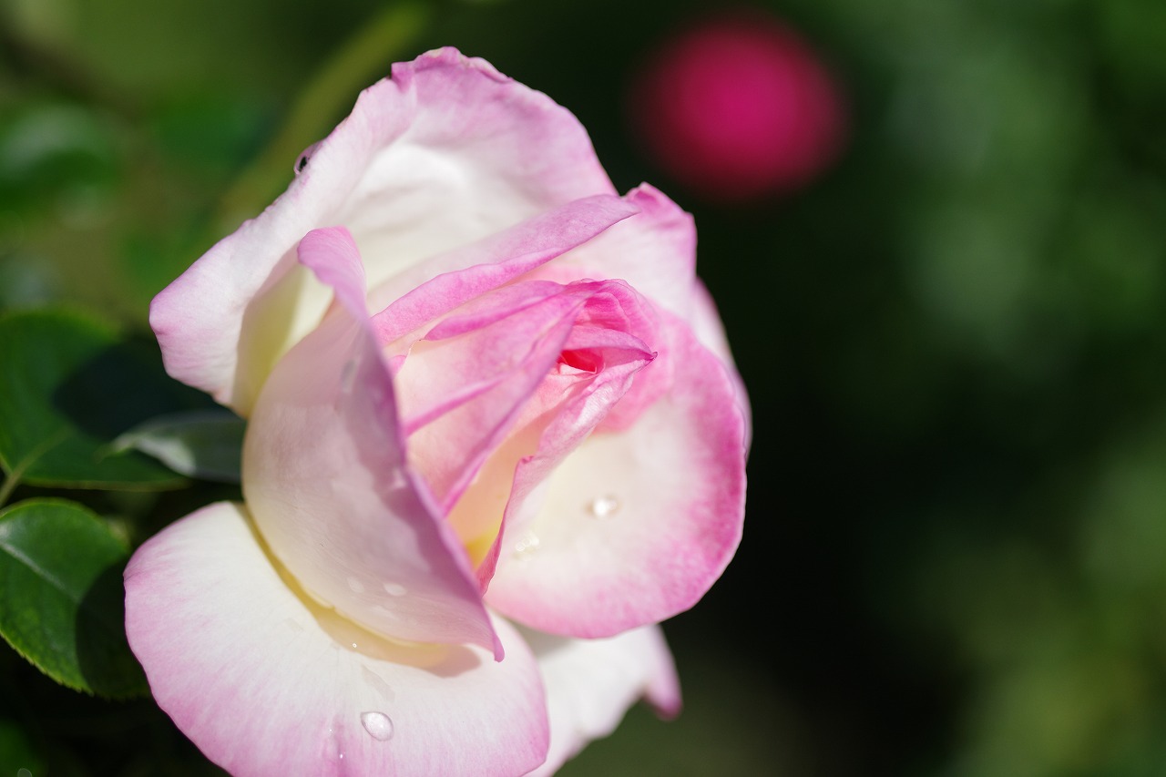栃木県足利市のあしかがフラワーパークの花々

