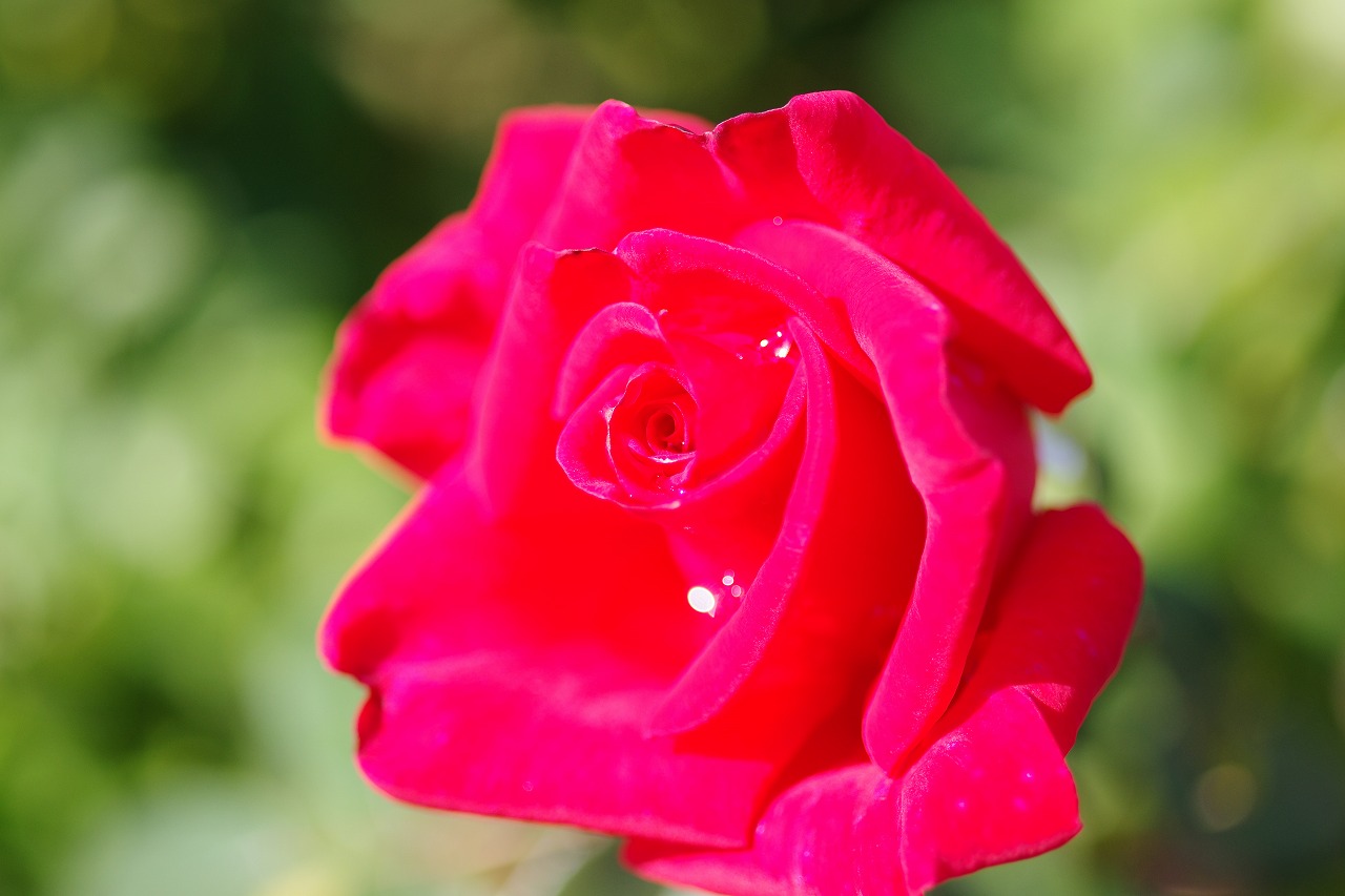 栃木県足利市のあしかがフラワーパークの花々
