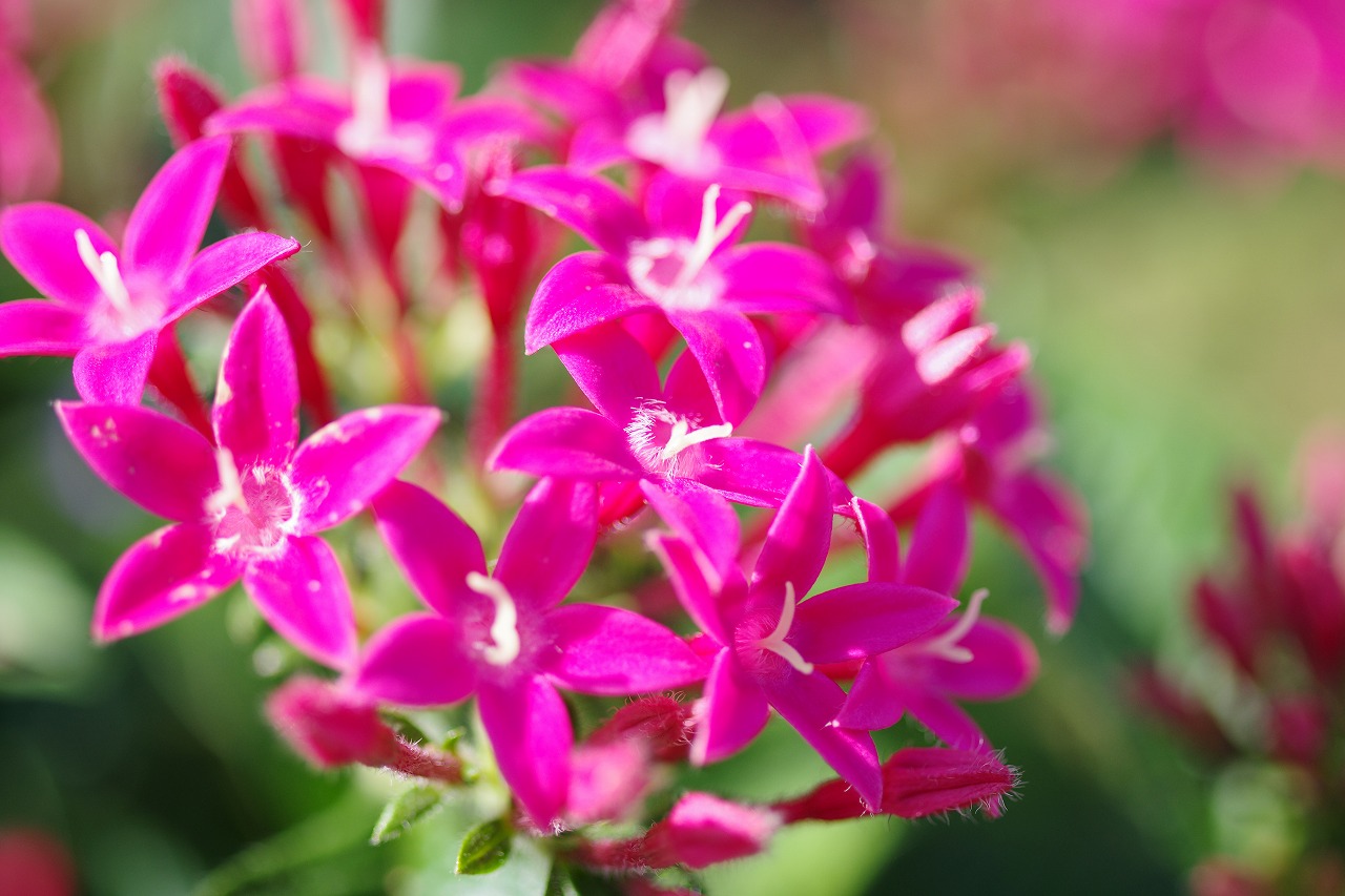 栃木県足利市のあしかがフラワーパークの花々
