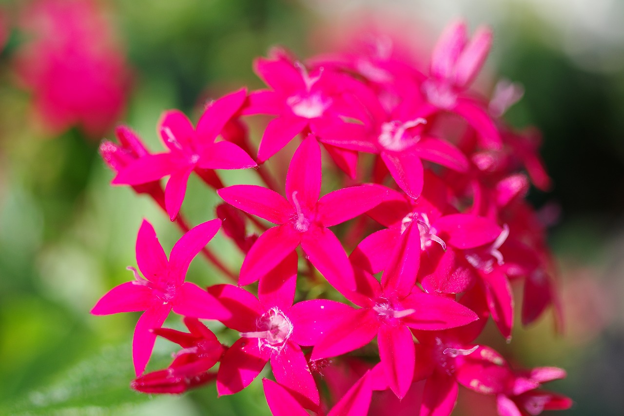 栃木県足利市のあしかがフラワーパークの花々
