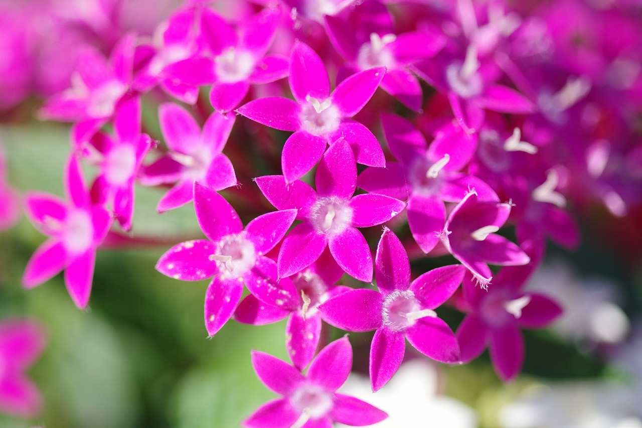 栃木県足利市のあしかがフラワーパークの花々
