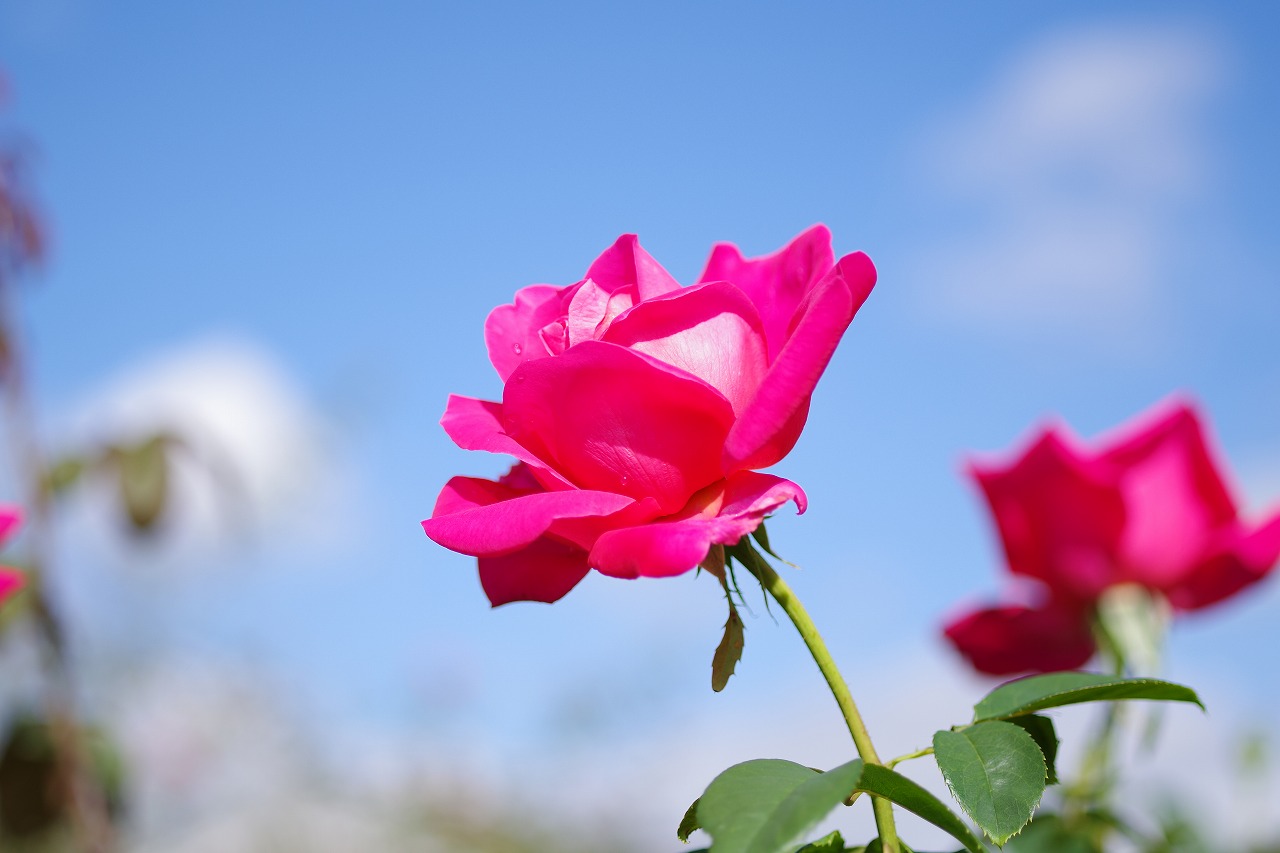 栃木県足利市のあしかがフラワーパークの花々
