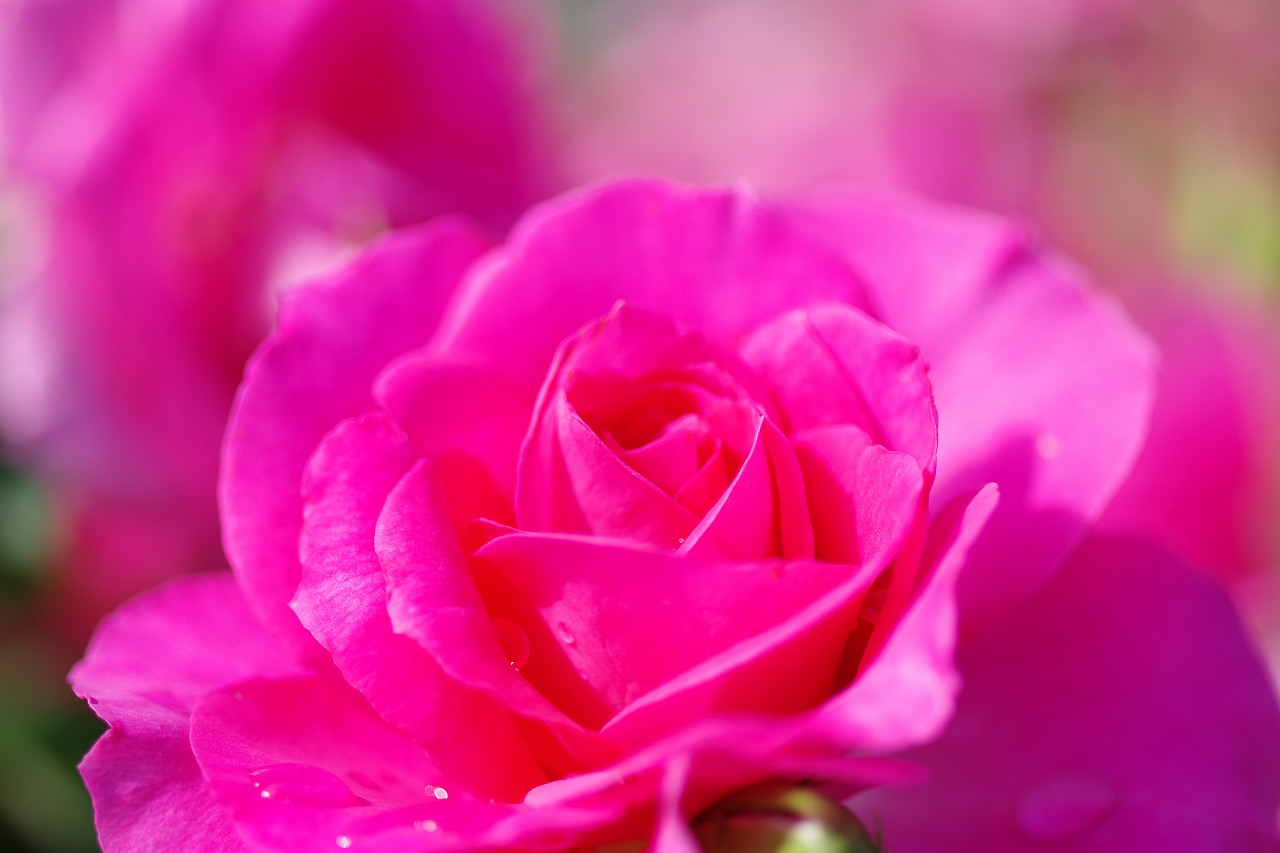 栃木県足利市のあしかがフラワーパークの花々
